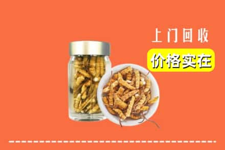 宁德蕉城区回收散虫草